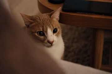 cat on the couch © Babis