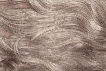 Fototapeta premium Blond hair close-up as a background. Women's long light brown hair. Beautifully styled wavy shiny curls. Hair coloring. Hairdressing procedures, extension.