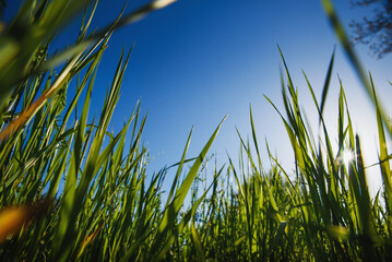 Naklejka premium green grass in spring with blue sky - well-groomed turf in the garden