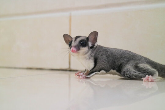 Cute sugar glider resting on a smooth indoor surface, captured in close-up with soft lighting highlighting its large eyes and delicate features.