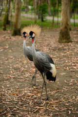 Obraz premium Two majestic cranes rest in open air, walking on ground. East African cranes in reserve. Vulnerable bird species. Crowned crane. Balearica pavonina. Animal protection concept