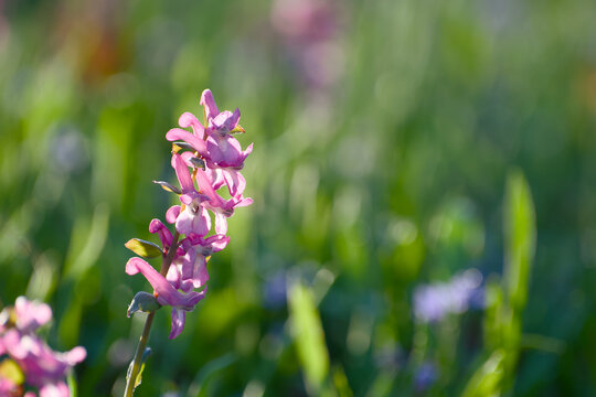 Common fumitory flower blooming in spring meadow