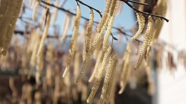 Сlose-up of Common Hazel (Corylus avellana) catkins swaying in the breeze. These "lamb's tails" are the male flowers of the hazel tree, which open in late winter and early spring to release pollen