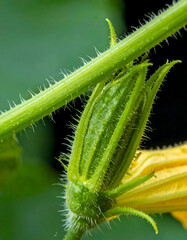 Fototapeta premium Bitter Gourd Bloom Close-Up 