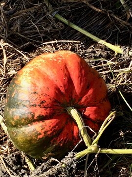 Red and green pumpkin growing on vine in autumn garden