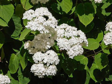 Large white flower heads of smooth hydrangea (Hydrangea arborescens) blooming densely in bright daylight surrounded by broad green foliage.