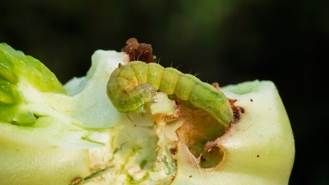 Helicoverpa armigera caterpillar feeding on a green tomato fruit, showcasing pest damage to a plant. Selective focus highlights the insect in its natural habitat.