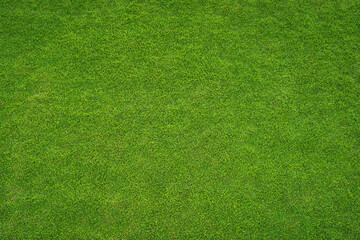 green grass texture - well-groomed turf in the garden