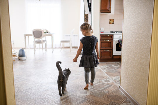 Girl walking with British Shorthair cat at home