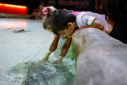 Bambini giocano con le razze nella vasca tattile dell'acquario di Genova, Liguria, Italia, Europa