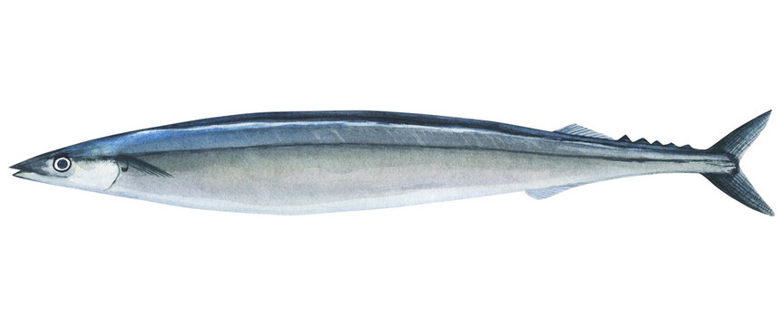 Saury 꽁치 (Cololabis saira) watercolor illustration of  isolated on a transparent background. Hand-drawn illustration of raw saury. For printing, scrapbooking and typography, cooking