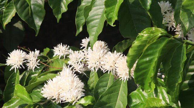 Close-up video view of coffee plants in Coorg during blossom season, featuring highly focused white coffee flowers surrounded by lush green leaves and a soft natural background. The footage captures t