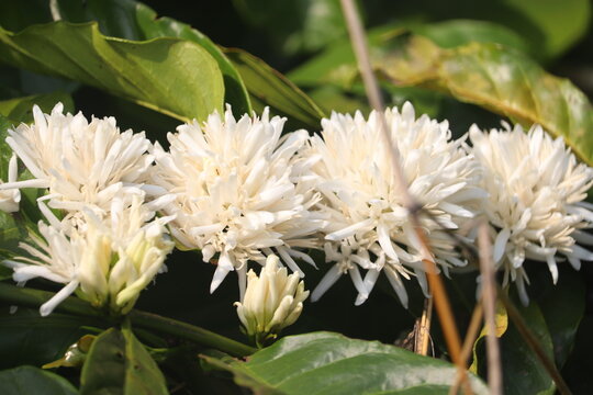 Beautiful close-up view of fresh white coffee flowers blooming on a branch, surrounded by vibrant green leaves and soft natural sunlight. Coffee blossom in coorg