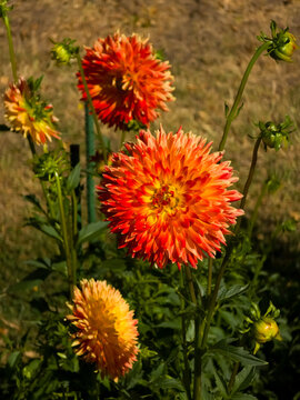 Orange-red dahlia 'Procyon' flowers with spiky petals bloom against a soft-focus background of green foliage and brown earth, with several buds visible on the stems.