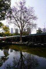 Fototapeta premium one old tree iin the middle of the temple side lake