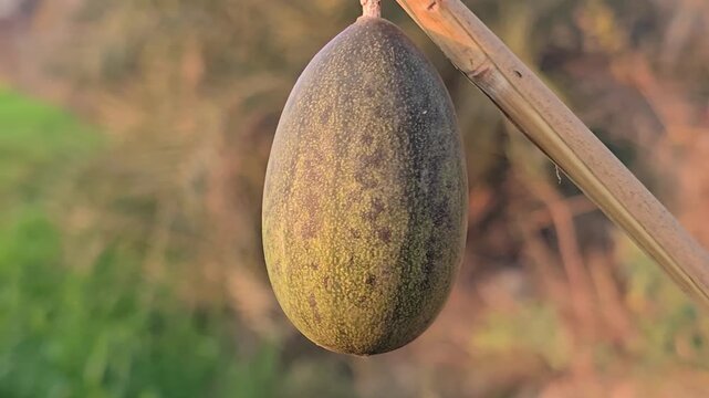Large green Cucamelon  fruit hanging from a wooden support with a textured surface and visible markings in natural surroundings