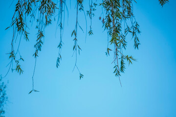green leaves in the morning sun