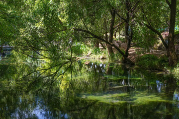 green leaves in the morning sun