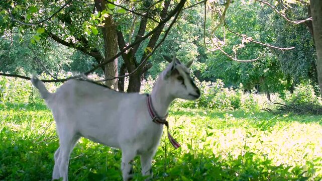 White goat eats plants on a nursery. Rural idyll. High quality 4k footage