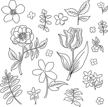 Free hand Sakura flower vector set, Beautiful line art Peach blossom isolate on white background.Cherry blossom illustration set.Element for weding card or printing on backdrop.