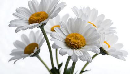 Fototapeta premium Close-up of White Daisies with Yellow Centers in Soft Light