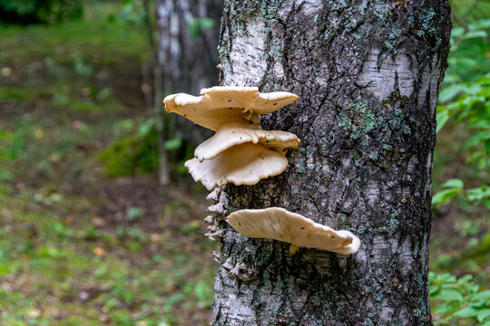 Pleurotus cornucopiae fruiting bodies emerging from bark fissures of mature birch due to saprotrophic wood decay in Tomsk Oblast