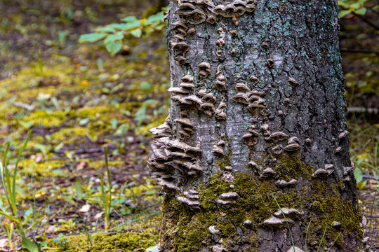 Autumn moisture and cooling temperatures trigger final sporulation phase on senescent birch, completing wood decomposition