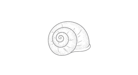 Detailed illustration of a snail shell. © Naswi