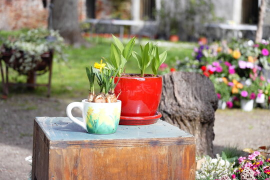 vasi di fiori