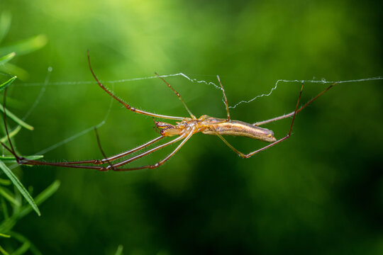 Long-jawed orb weaver spider hanging on web