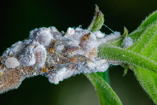 Mealybugs infesting plant stem with ants