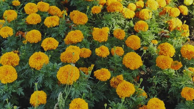 Tracking shot moving across a garden bed of bright orange marigold flowers with dense green foliage under natural daylight, showing vibrant ornamental plants in bloom.