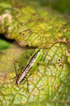 close up of a long-horned grasshopper, also known as field grasshopper, field katydid or conehead katydid (Conocephalus bilineatus). Native to New Zealand