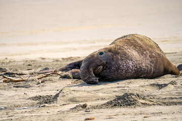 Naklejka premium Male Elephant Seal Resting on Drake Beach, Point Reyes, California
