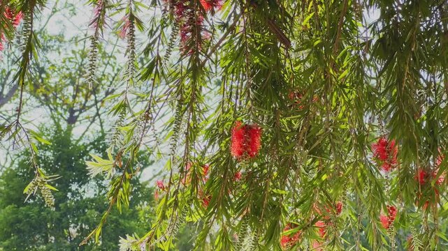 View from beneath a bottlebrush tree with long green branches and red flowers hanging overhead, gently swaying in sunlight with leafy trees and sky visible in the background.