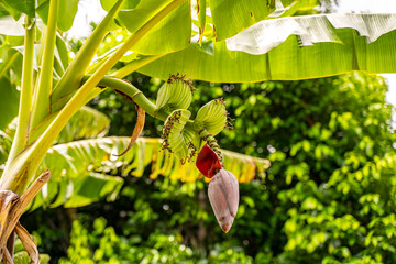 Green Bananas Growing on Tree with Purple Banana Blossom © Olga