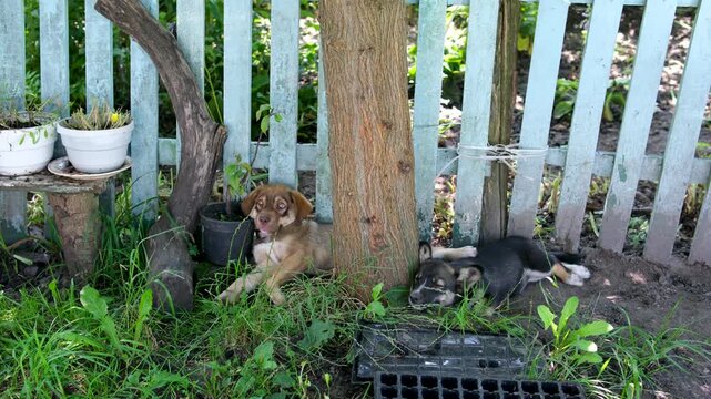 A mongrel dog sits near a blue fence in the village, hiding in the shade on a bright sunny day. Grass is nearby, flowerpots are nearby. It's typical village life. High quality 4k footage