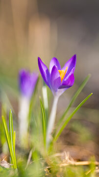 Delicate purple crocuses in the warm backlight of a spring evening, macro shot with soft bokeh and fresh green grass, symbolizing spring, new beginnings, and the awakening of nature.