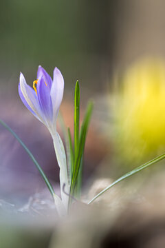 Delicate purple crocuses in the warm backlight of a spring evening, macro shot with soft bokeh and fresh green grass, symbolizing spring, new beginnings, and the awakening of nature.