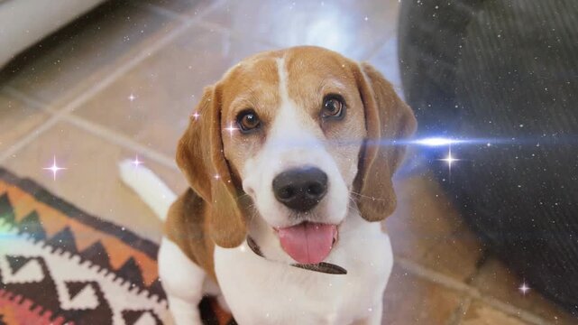 Sparkles appearing, lens flare crossing face, dog sitting on rug panting for pet care