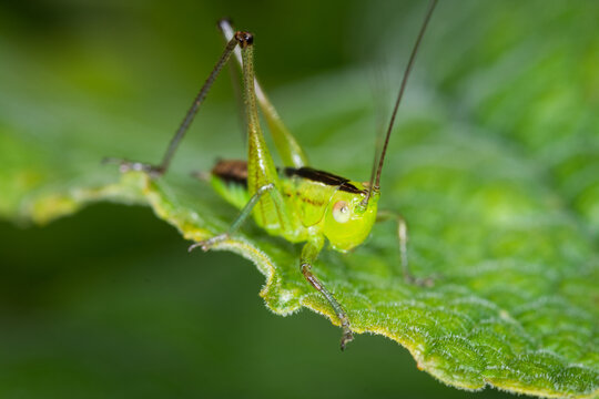 close up of a long-horned grasshopper, also known as field grasshopper, field katydid or conehead katydid (Conocephalus bilineatus). Native to New Zealand
