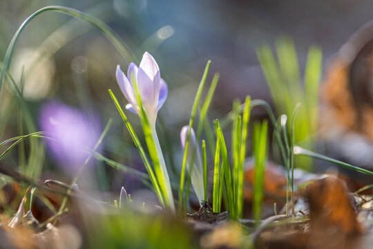 Delicate purple crocuses in the warm backlight of a spring evening, macro shot with soft bokeh and fresh green grass, symbolizing spring, new beginnings, and the awakening of nature.
