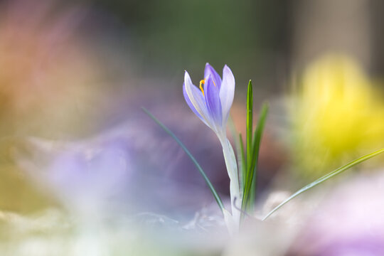 Delicate purple crocuses in the warm backlight of a spring evening, macro shot with soft bokeh and fresh green grass, symbolizing spring, new beginnings, and the awakening of nature.