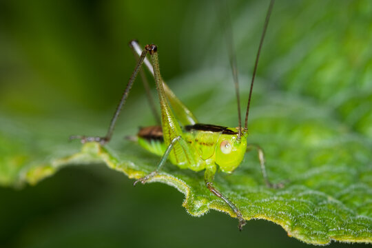 close up of a long-horned grasshopper, also known as field grasshopper, field katydid or conehead katydid (Conocephalus bilineatus). Native to New Zealand