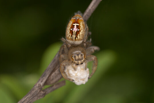 Female heavy jumping spider carrying and caring her egg sac in the wild, India.