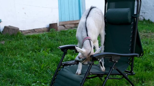A goat climbed onto a folding chair, butted with its horns, played, and felt like the master of the house. A little goat in the village. High quality 4k footage