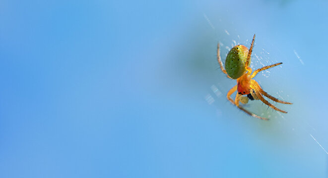 green spider Araniella cucurbitina on a web, against a blue sky background with space