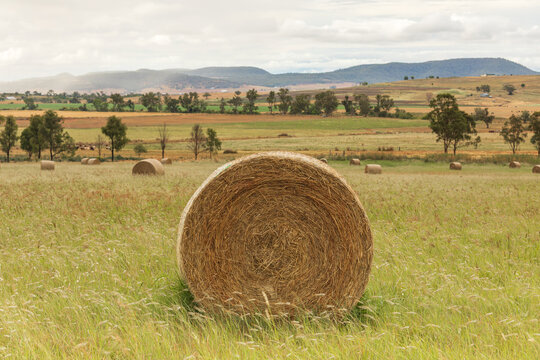 Close up of single round hay bale in a paddock of hay bales with hills and trees
