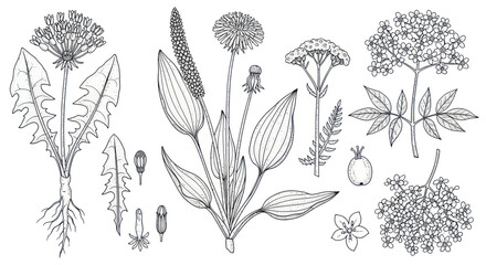 Botanical Illustration: Dandelion, Plantain, Elderflower, and Fern Sketch © Mangga