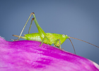 close up of a long-horned grasshopper, also known as field grasshopper, field katydid or conehead katydid (Conocephalus bilineatus), Native to New Zealand, on a foxglove flower. © Nathan McClunie